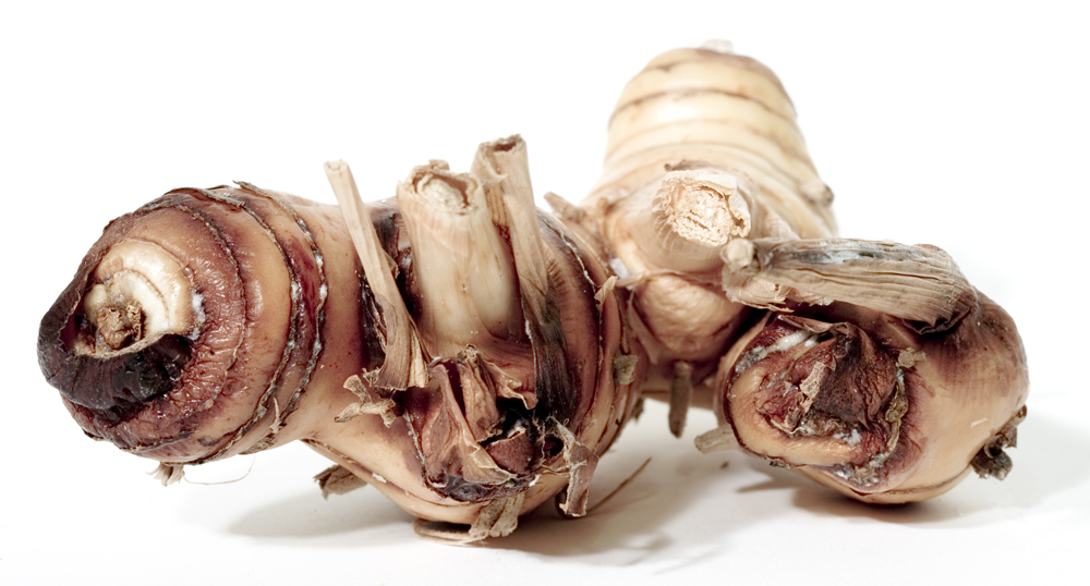 Rhizomes de galanga, photographie botanique générique